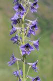 Delphinium poltaratzkii. Часть соцветия. Казахстан, Западный Тянь-Шань, Киргизский хр., ущ. Мерке, кустарниково-разнотравный склон западной экспозиции. 03.06.2019.