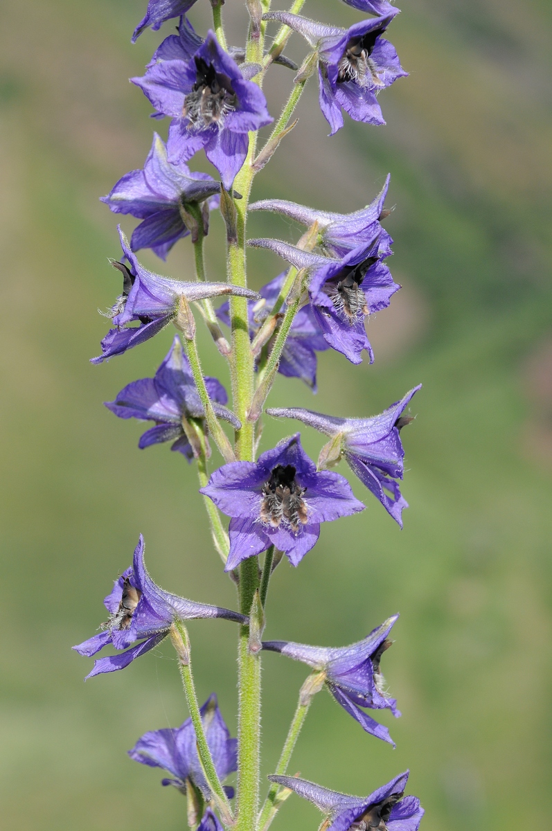 Image of Delphinium poltaratzkii specimen.