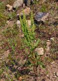 genus Rumex. Плодоносящее растение. Сербия, национальный парк Тара, плоскогорье Равна Тара, западный берег оз. Заовине, каменистый берег. 11.07.2019.