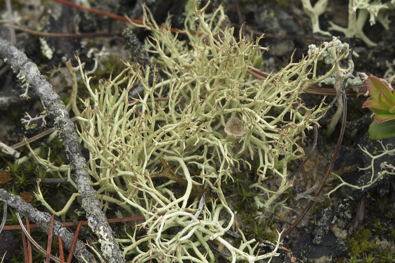 Image of Cladonia amaurocraea specimen.