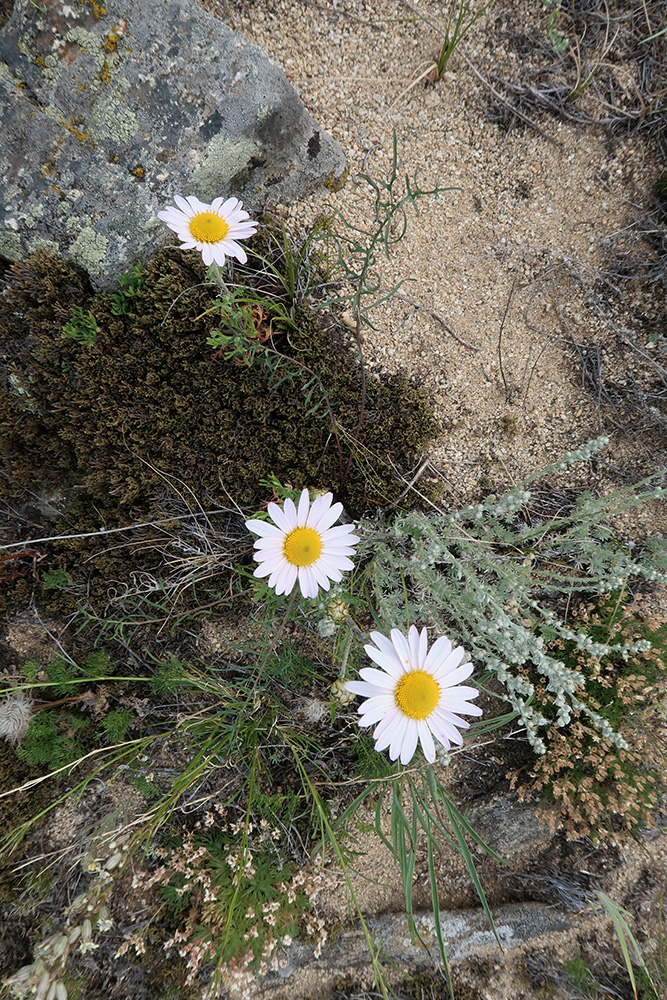 Image of Chrysanthemum zawadskii specimen.