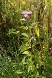 Eupatorium cannabinum. Цветущее растение. Псков, окр. Снетогорского монастыря, берег р. Великая, рудерально-луговая растительность на известняке. 19.08.2019.