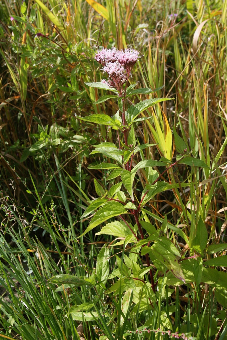 Изображение особи Eupatorium cannabinum.