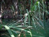 genus Pandanus. Листья. Австралия, северо-западный Квинсленд, национальный парк Boodjamulla (Lawn Hill), берег р. Lawn Hill; конец сухого сезона (сезон gurreng). 12.10.2009.