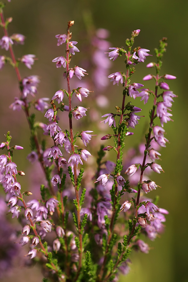 Image of Calluna vulgaris specimen.