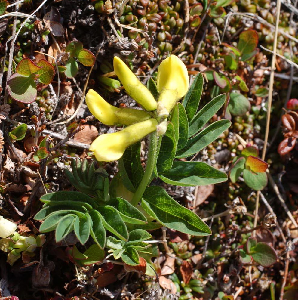 Изображение особи Astragalus umbellatus.
