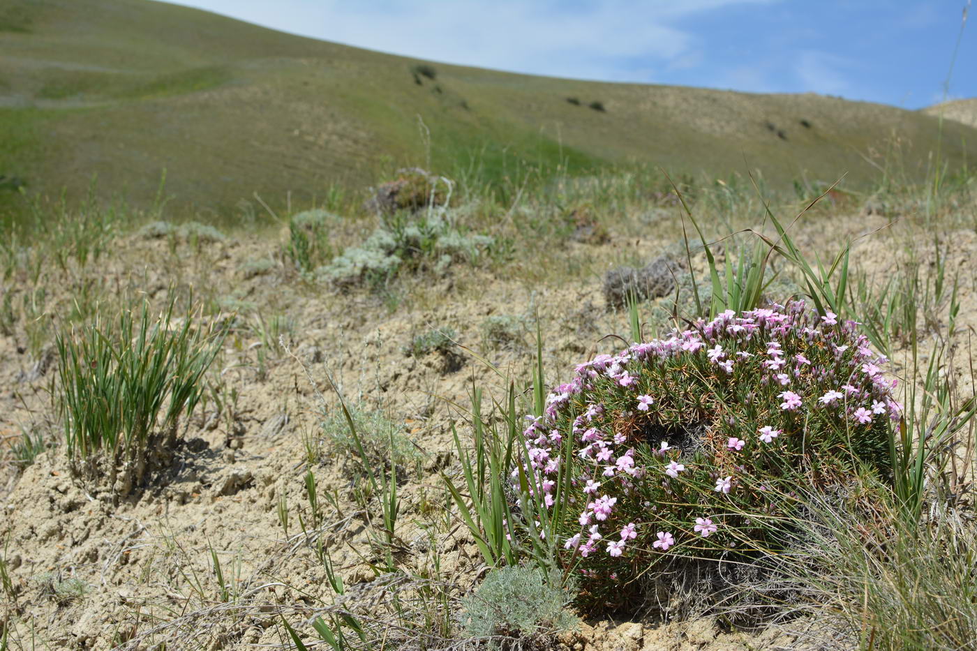 Image of Acantholimon alatavicum specimen.