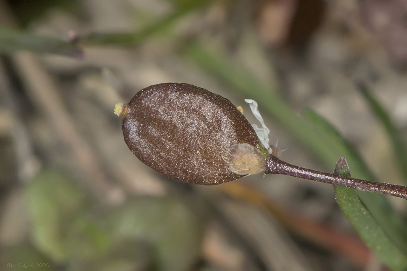 Image of Erophila praecox specimen.