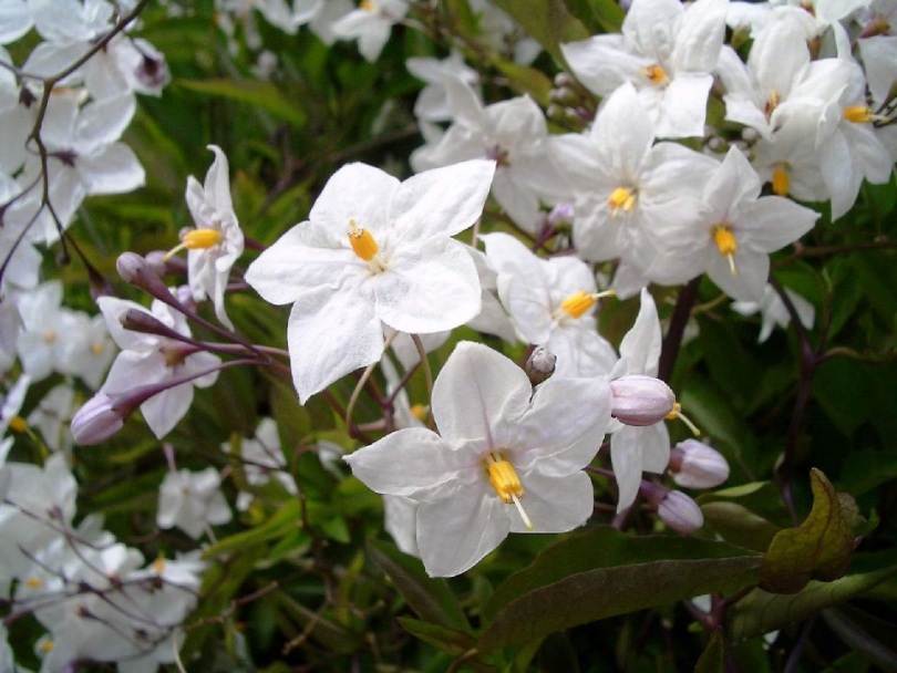 Изображение особи Solanum laxum.