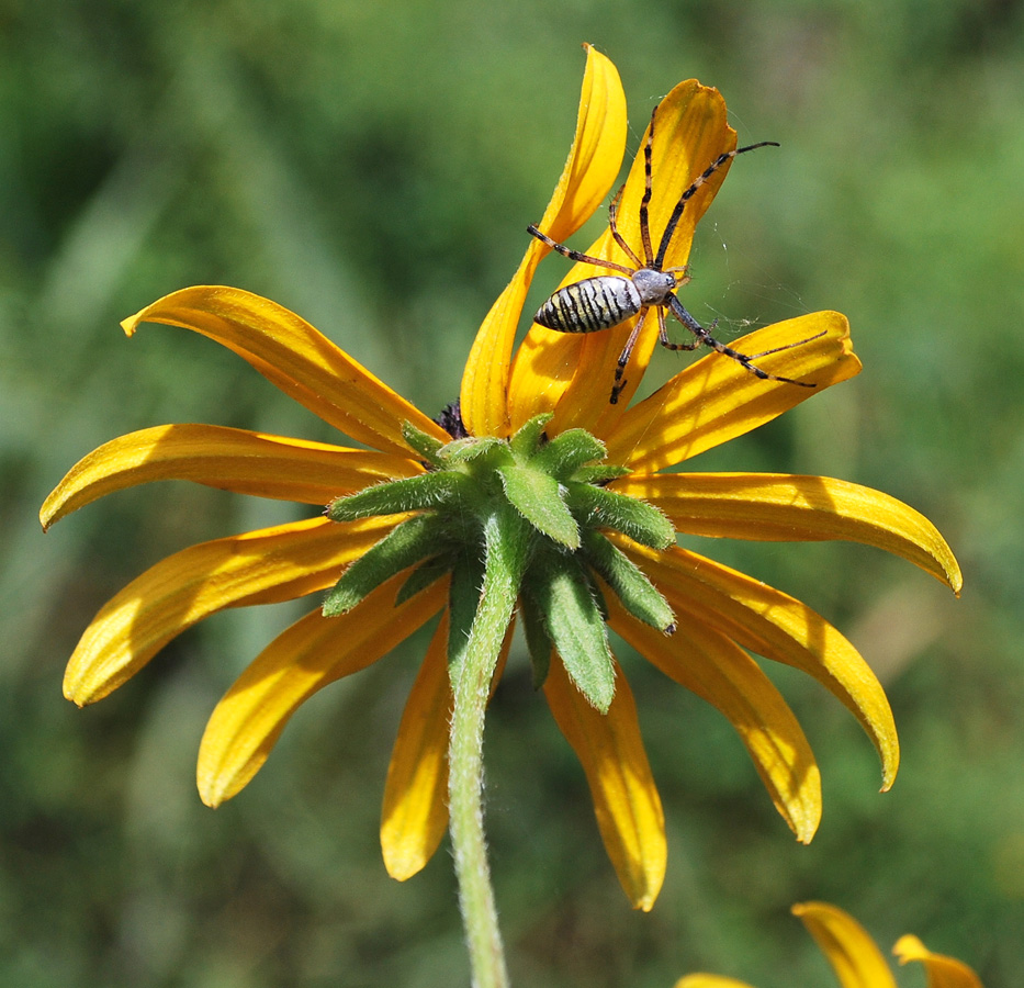 Изображение особи Rudbeckia hirta.