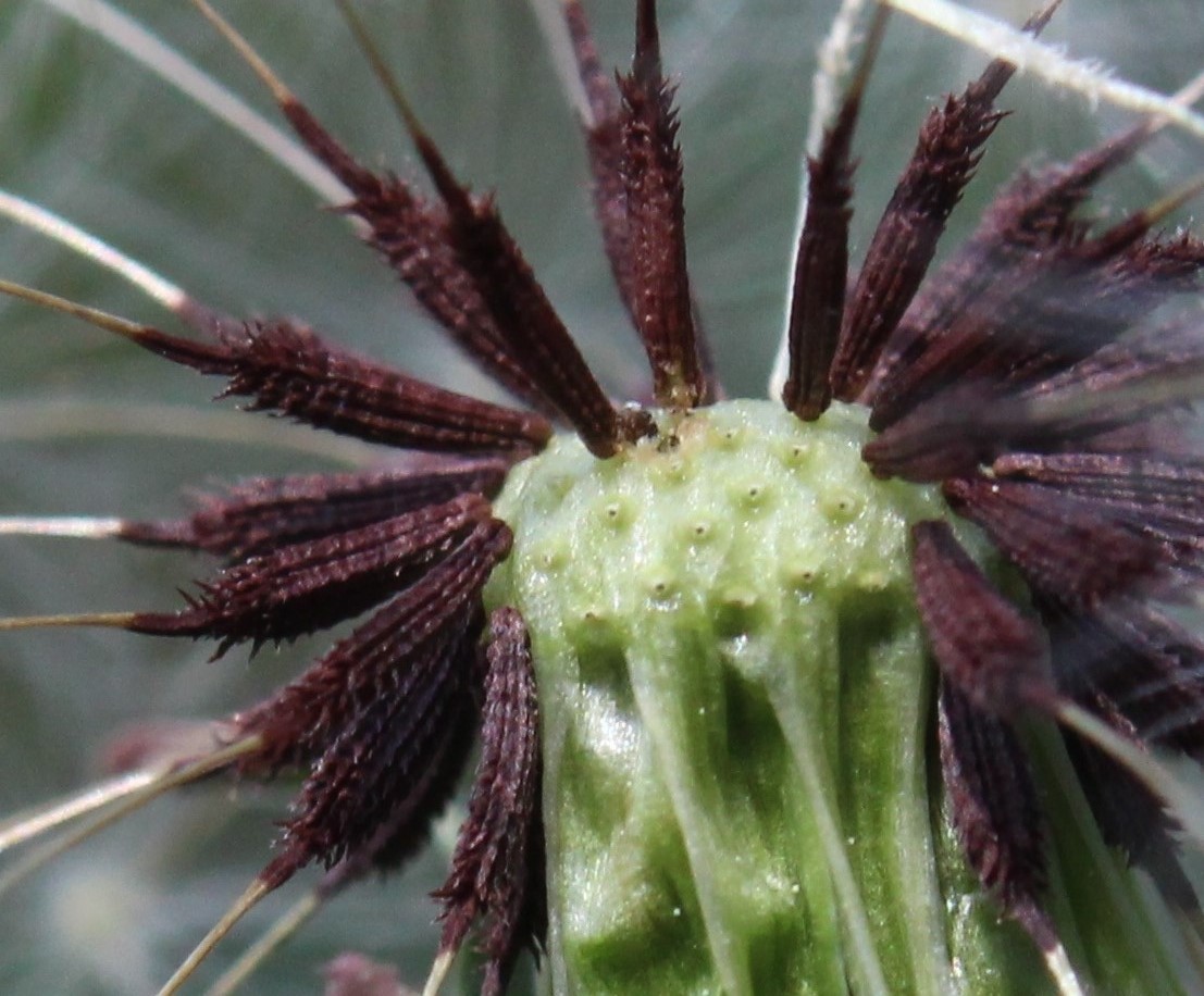 Image of Taraxacum proximum specimen.