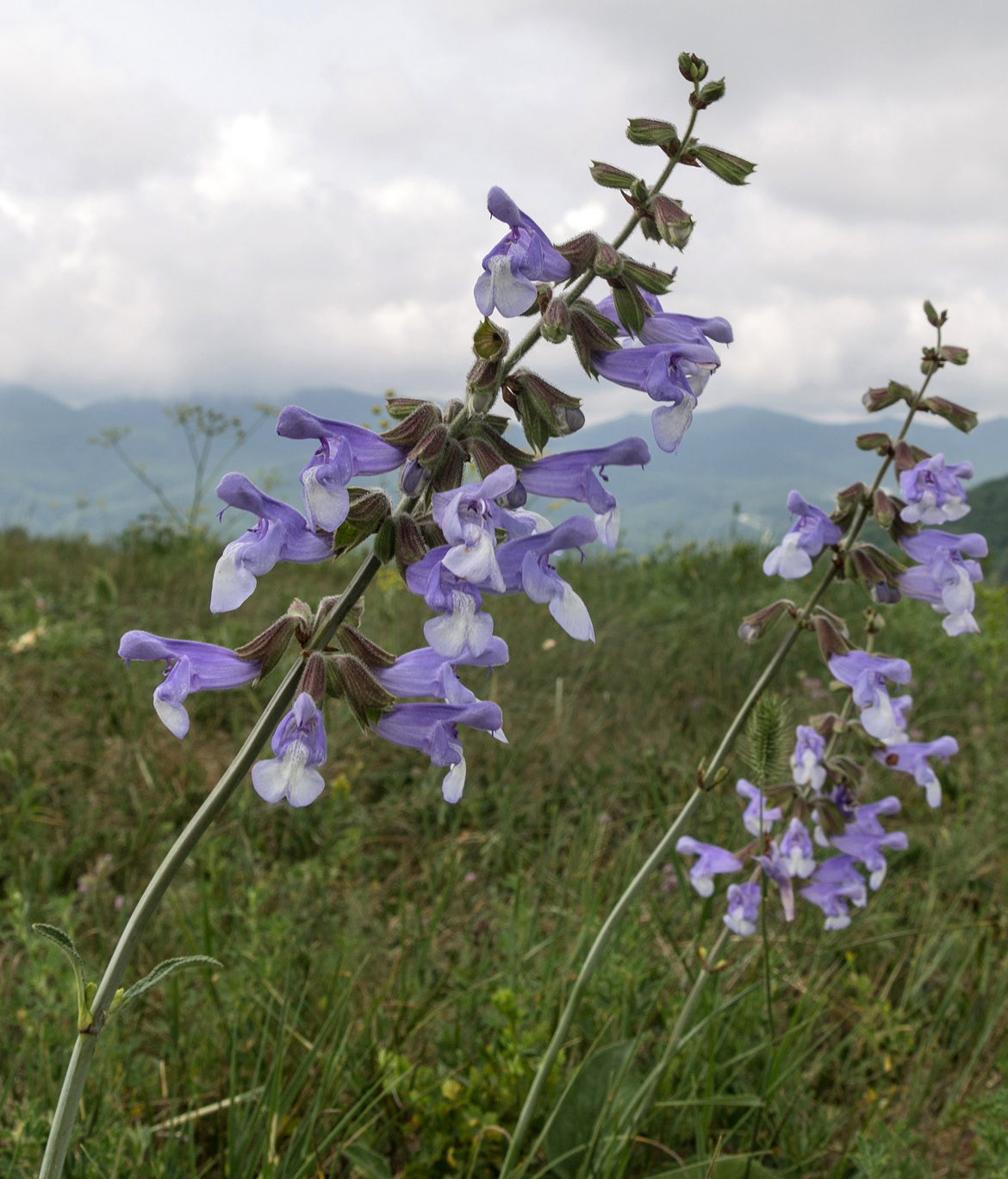 Image of Salvia ringens specimen.