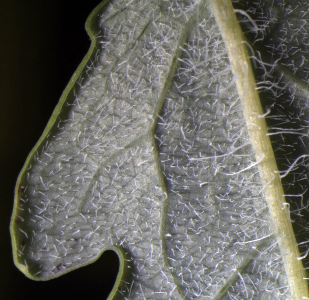 Image of Chelidonium asiaticum specimen.