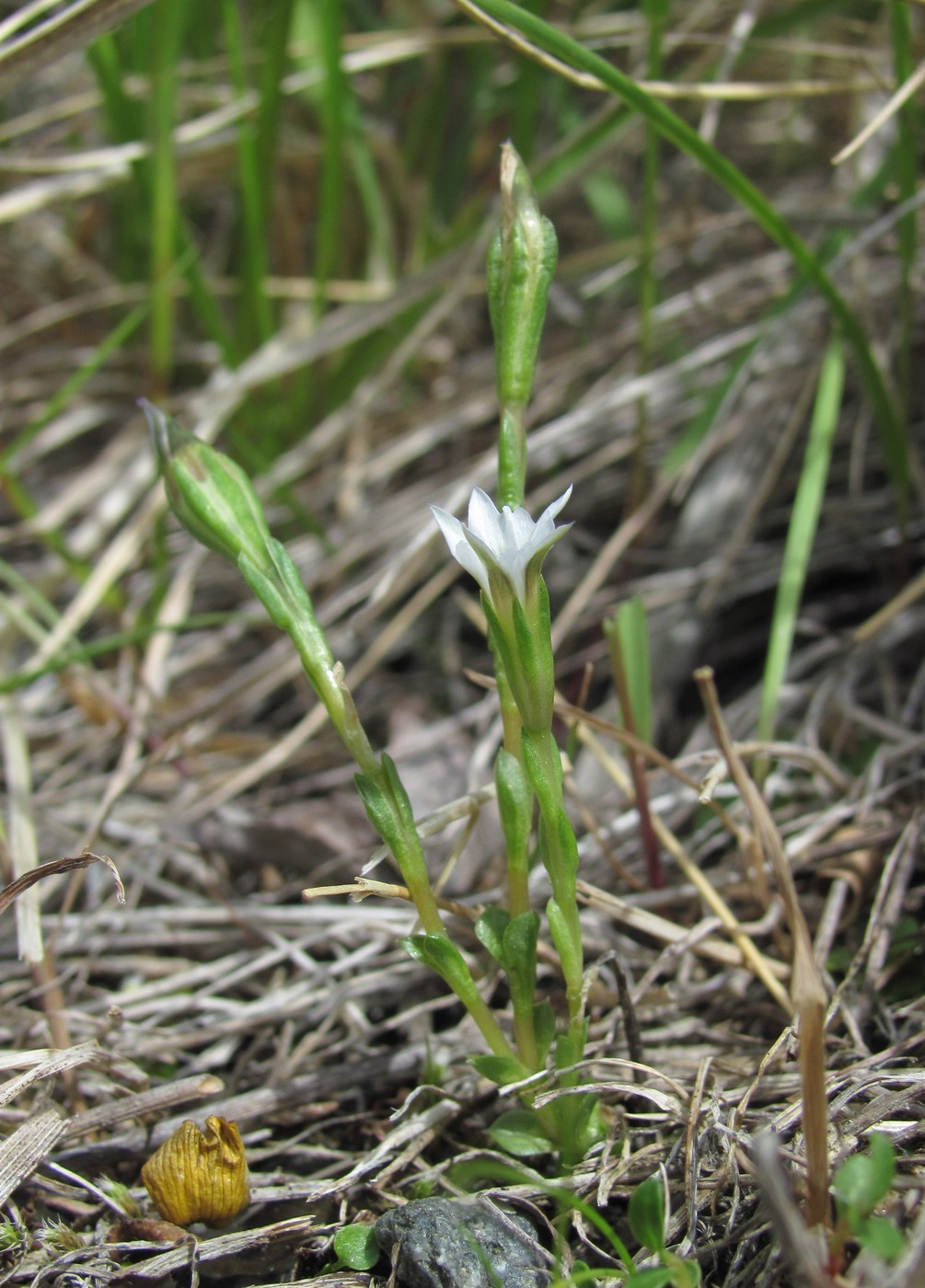 Image of Gentiana aquatica specimen.