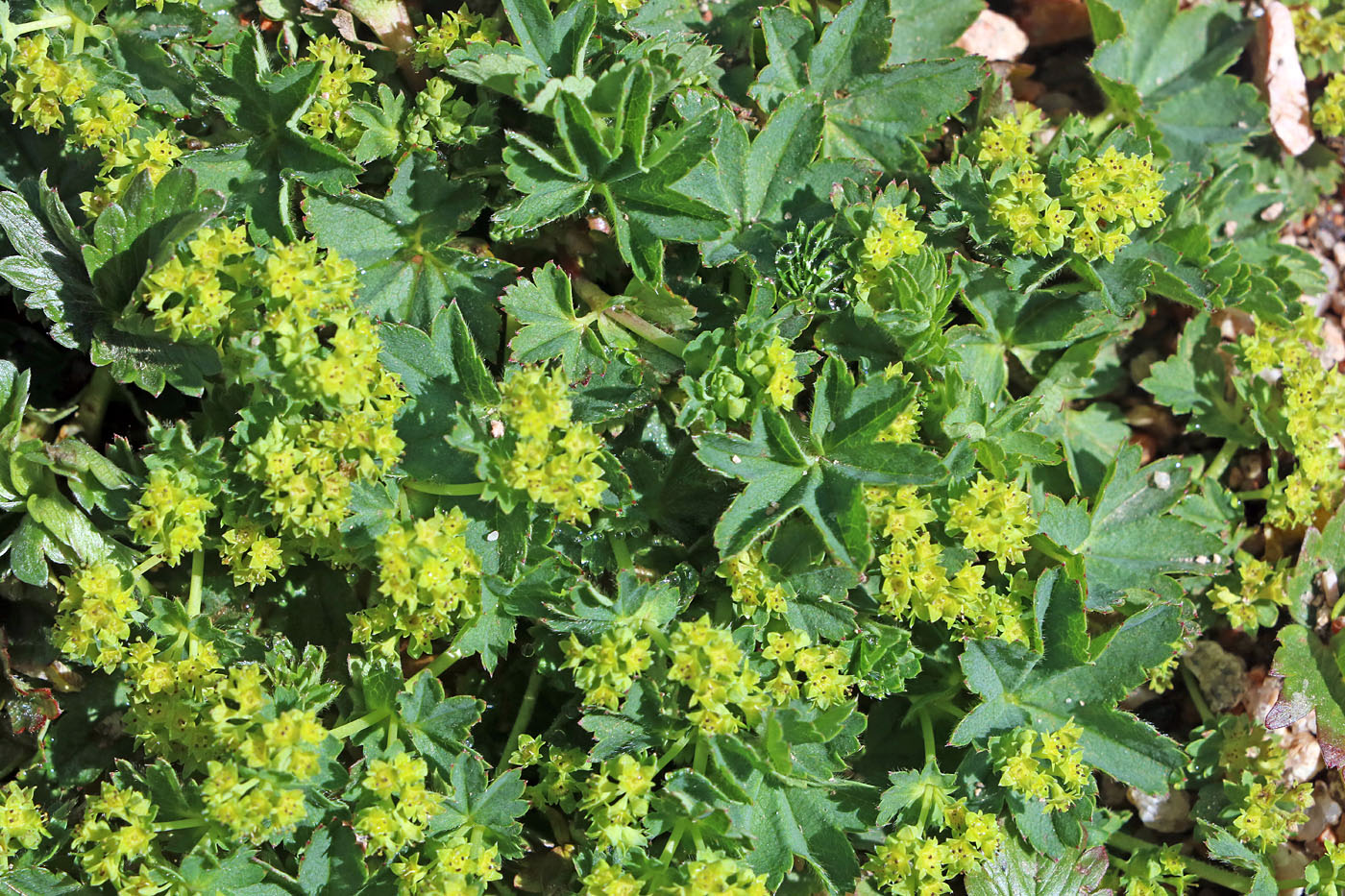 Изображение особи Alchemilla sibirica.