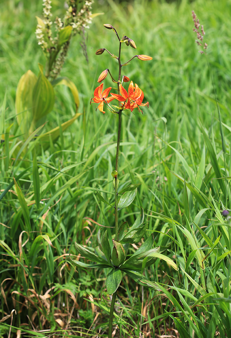 Image of Lilium distichum specimen.