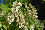 Robinia pseudoacacia. Соцветия и части листьев. Таджикистан, Согдийская обл, Исфаринский р-н, кишлак Зумрадшо, парк на территории пионерского лагеря. 8 мая 2019 г.