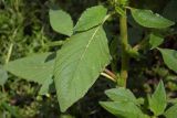 Amaranthus retroflexus