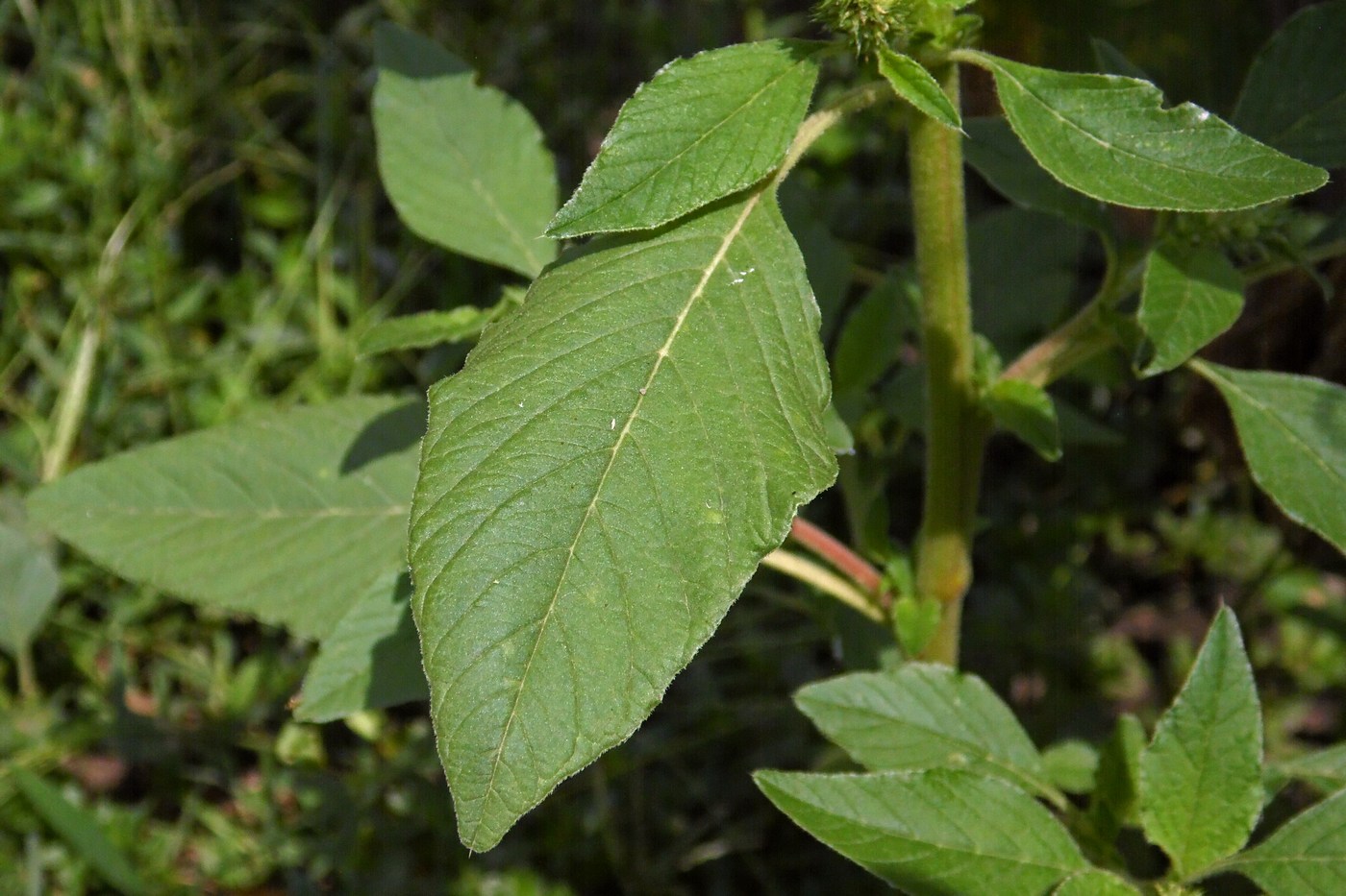 Изображение особи Amaranthus retroflexus.