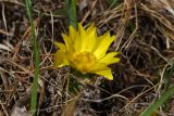 Adonis vernalis