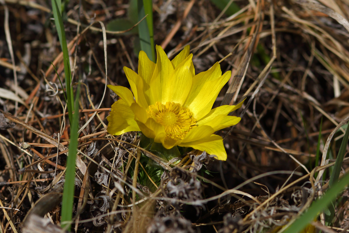 Изображение особи Adonis vernalis.