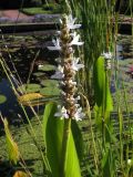 Pontederia cordata