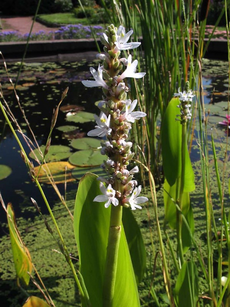 Image of Pontederia cordata specimen.