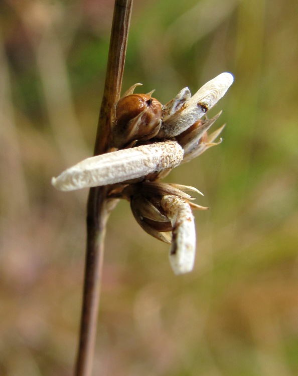 Изображение особи Juncus filiformis.