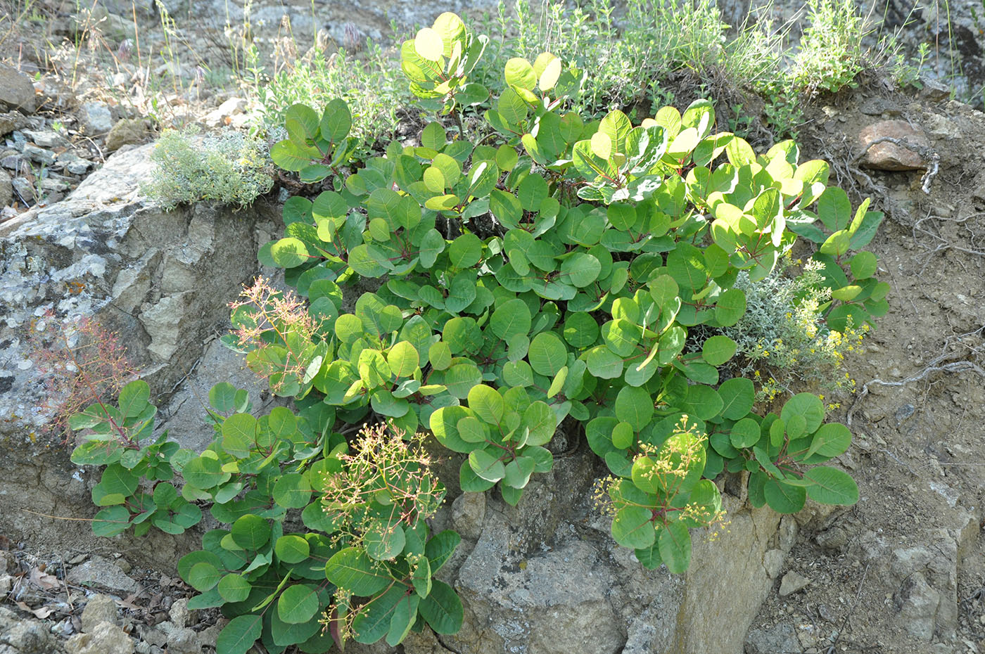 Image of Cotinus coggygria specimen.