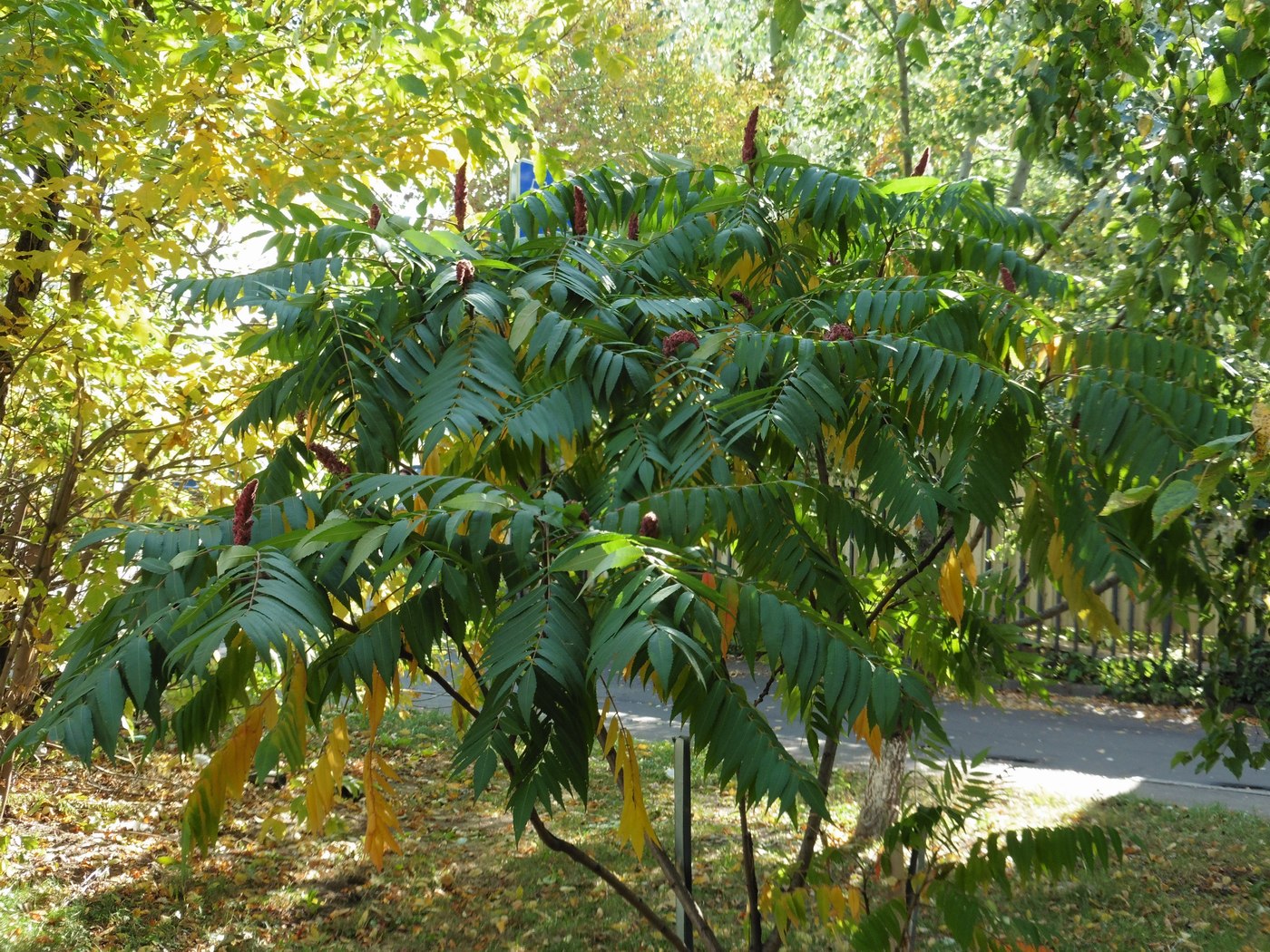 Изображение особи Rhus typhina.