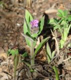 Pulmonaria mollis. Цветущее растение. Иркутская обл., Иркутский р-н, р. Иркут, о. Беляева, луг. 11.05.2020.