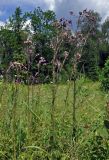 Cirsium palustre