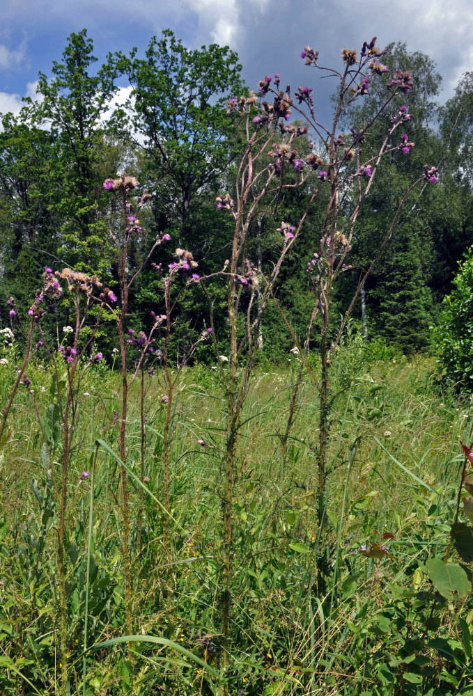 Изображение особи Cirsium palustre.