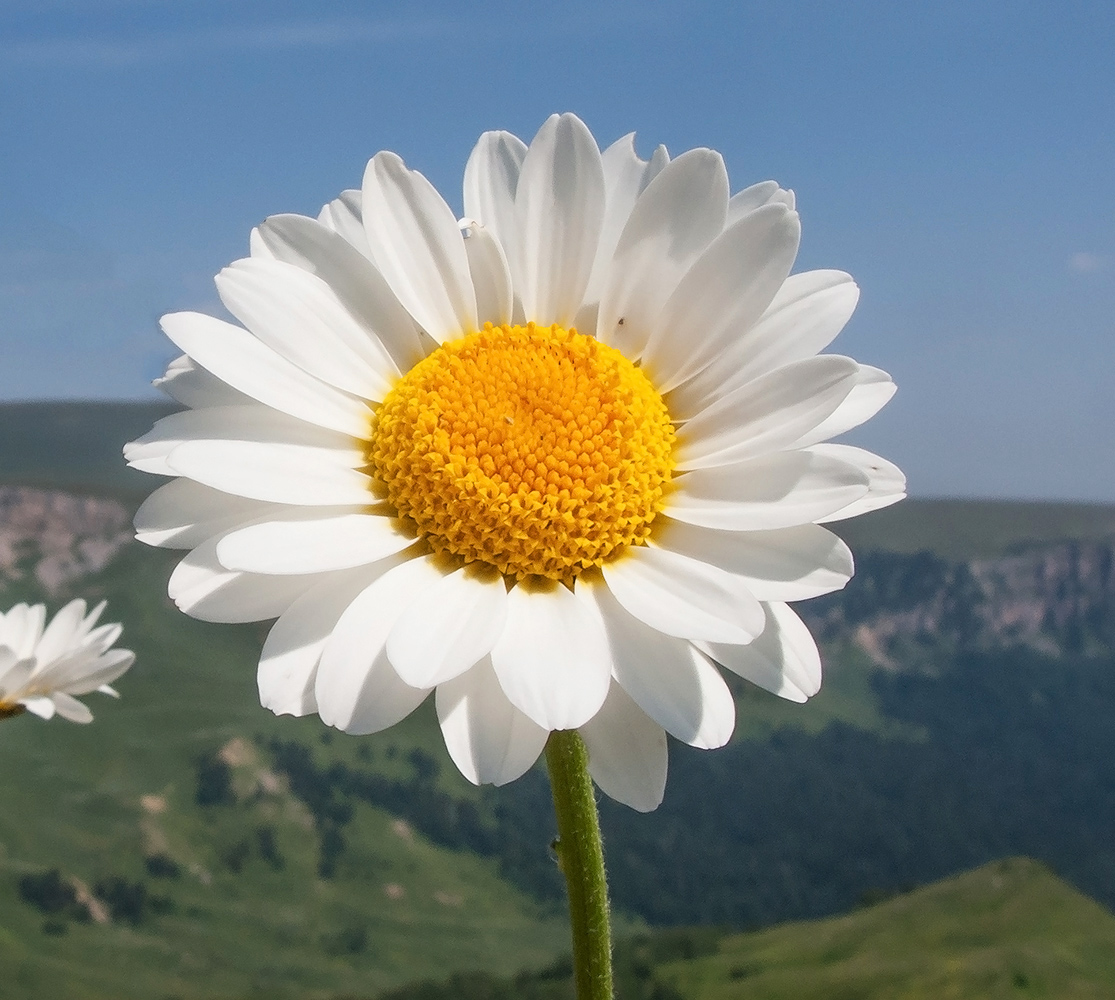 Изображение особи Anthemis melanoloma.