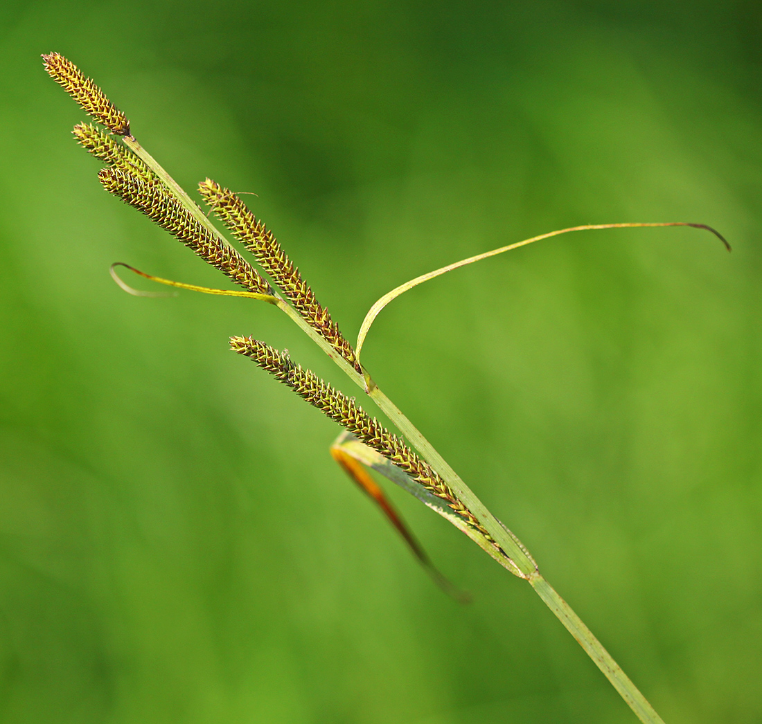 Image of Carex heterolepis specimen.