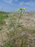 Sisymbrium altissimum