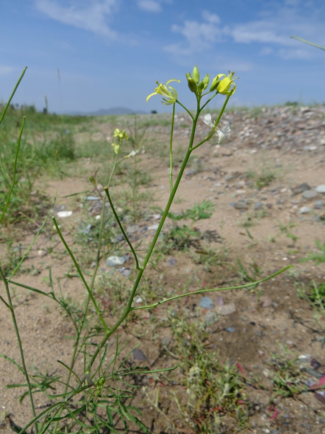 Изображение особи Sisymbrium altissimum.