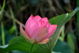 Nelumbo caspica. Распускающийся цветок. Астраханская обл., Лиманский р-н, окр. с. Воскресеновка, ерик Семёновский банк, в воде. 21.08.2020.