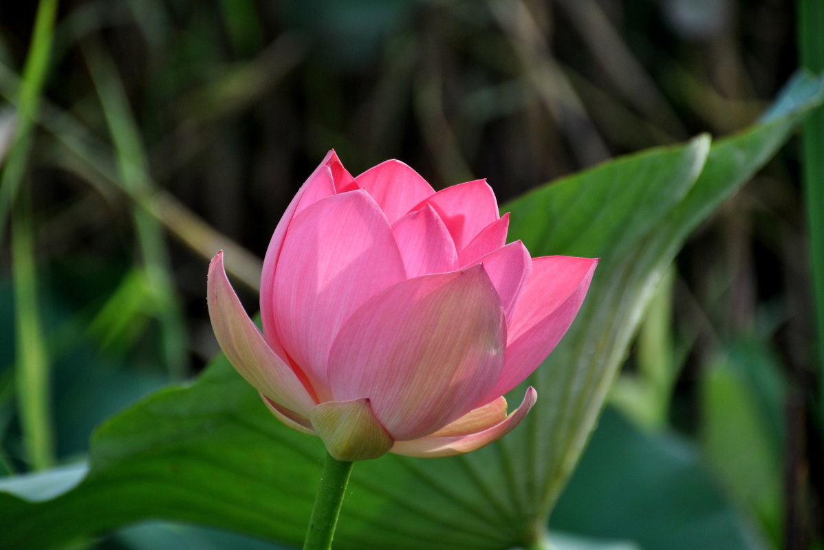 Image of Nelumbo caspica specimen.