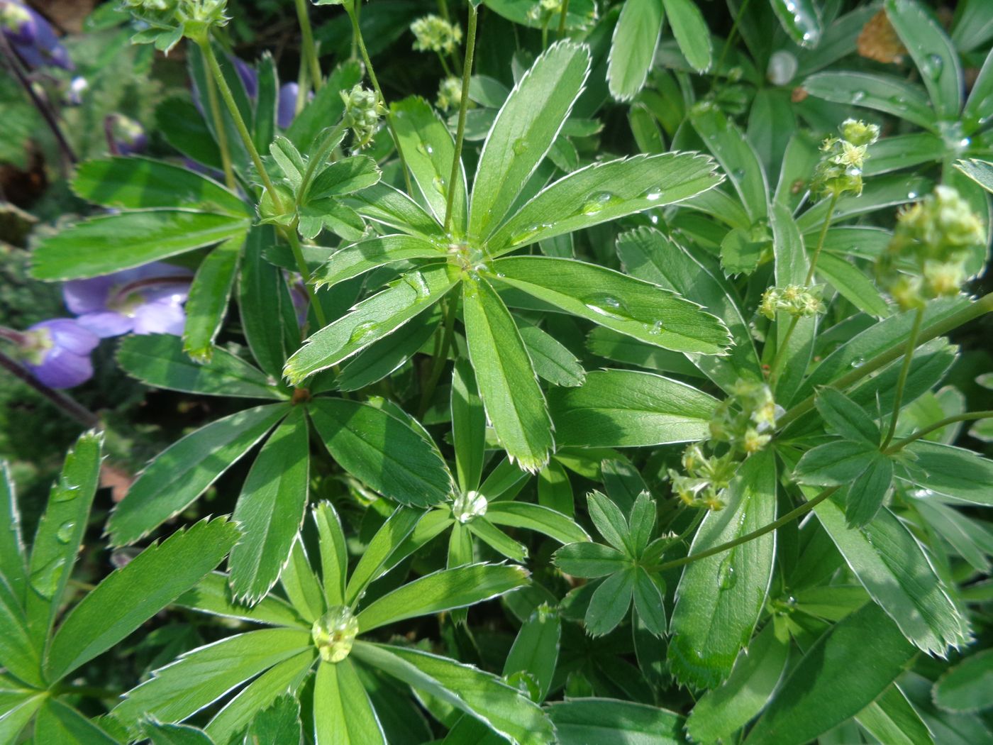 Image of genus Alchemilla specimen.