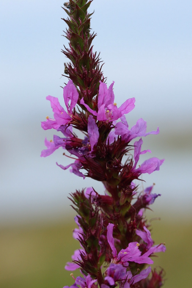 Image of Lythrum intermedium specimen.