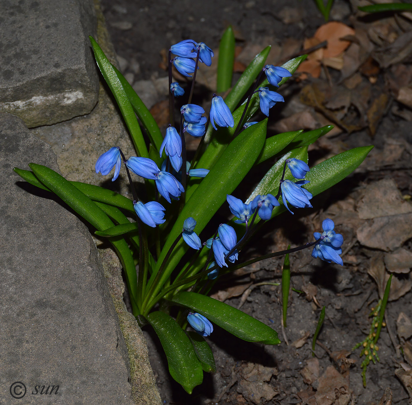 Image of Scilla siberica specimen.