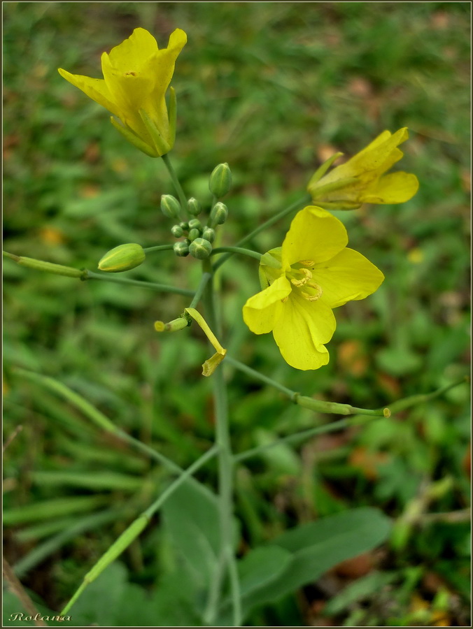 Изображение особи Brassica campestris.