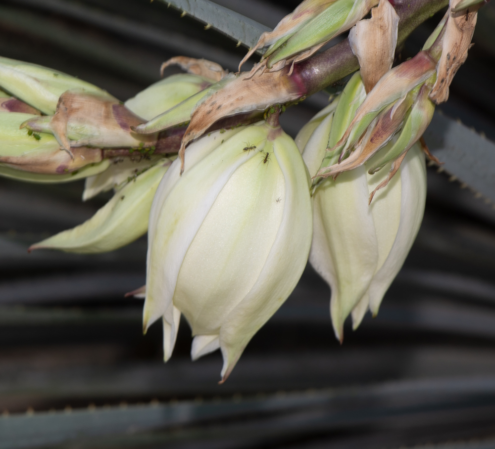 Изображение особи Yucca elata.