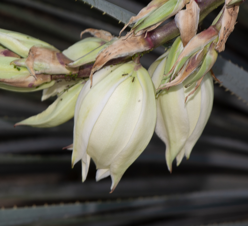 Image of Yucca elata specimen.