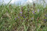 Glechoma hederacea