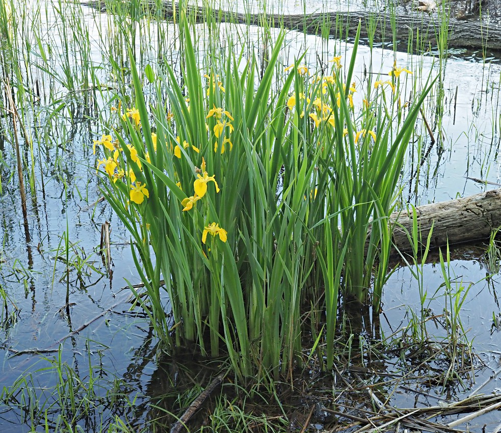 Image of Iris pseudacorus specimen.