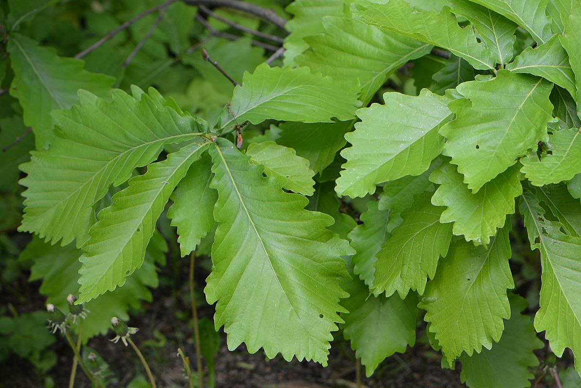 Image of Quercus crispula specimen.