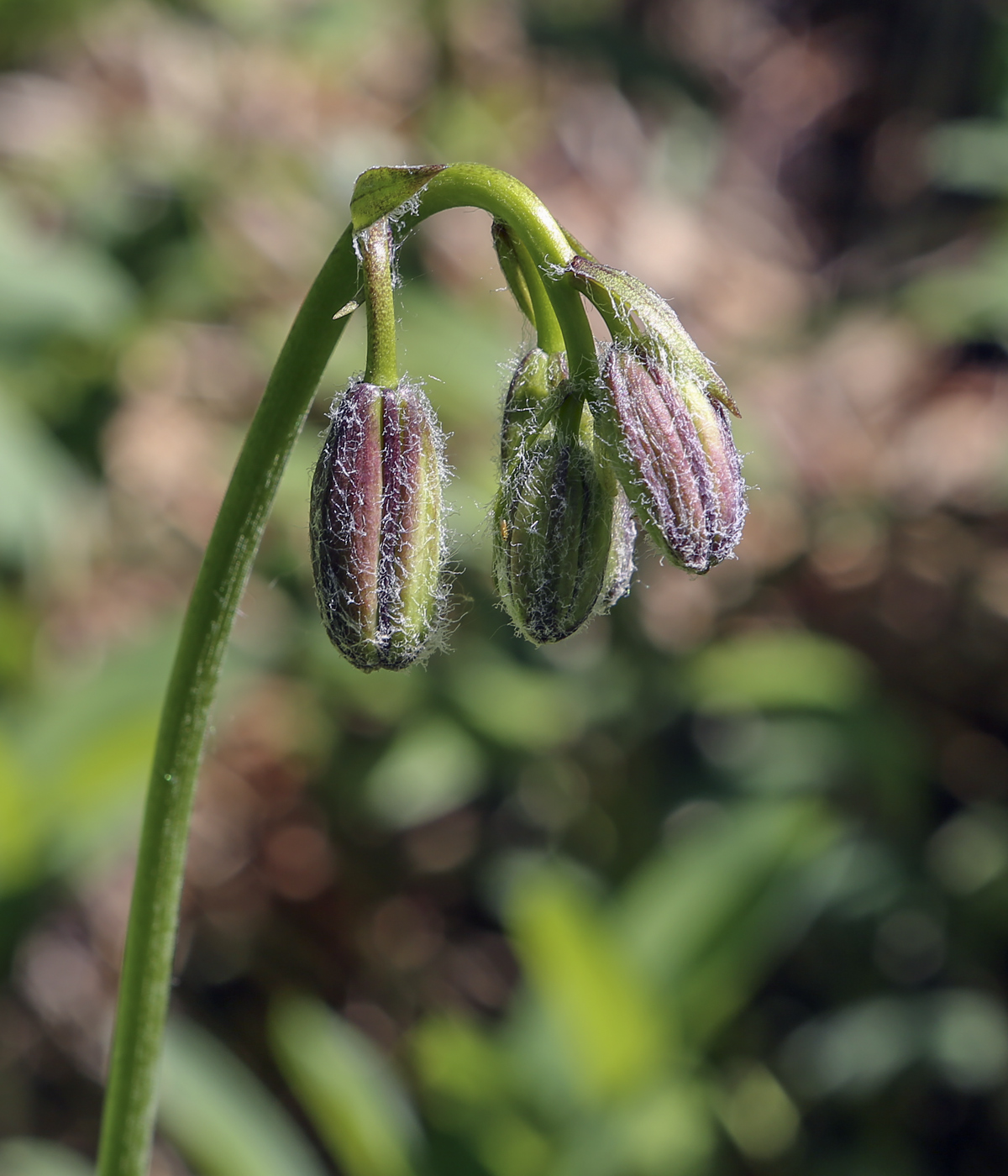 Image of Lilium pilosiusculum specimen.