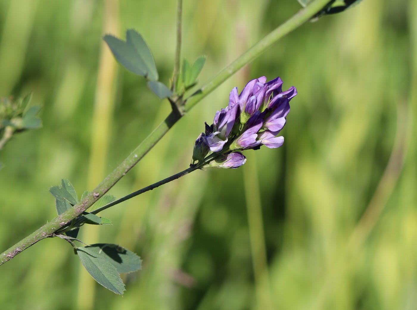 Изображение особи Medicago sativa.